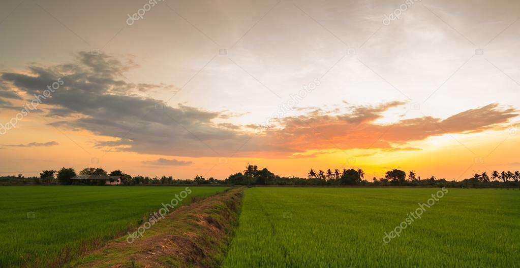 Paddy field and ridge in sunset light