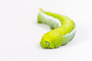 Yeşil tırtıl solucan beyaz