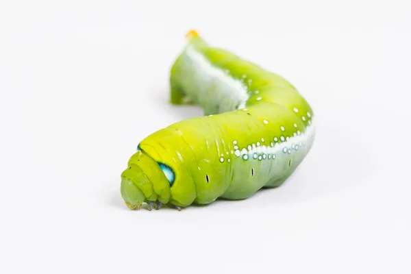 Зелений гусеничний черв'як на білому — стокове фото