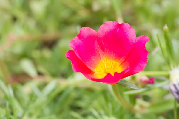 Purslane común o Verdolaga o Pigweed o Little Hogweed o Pus — Foto de Stock