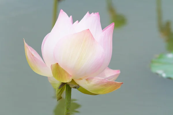 Mooie roze lotus bloem in de vijver — Stockfoto