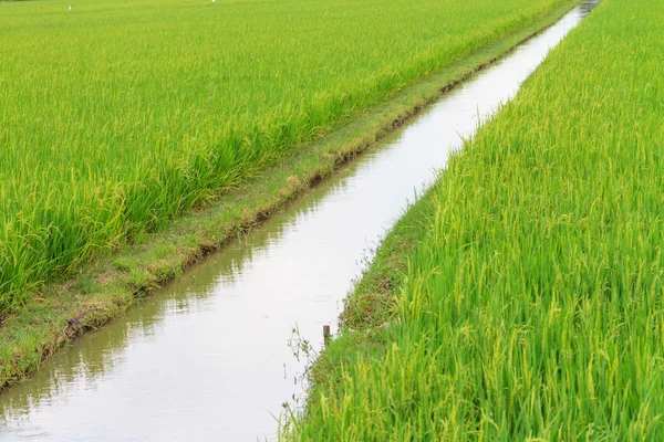 Canale di irrigazione nella risaia, Thailandia — Foto Stock