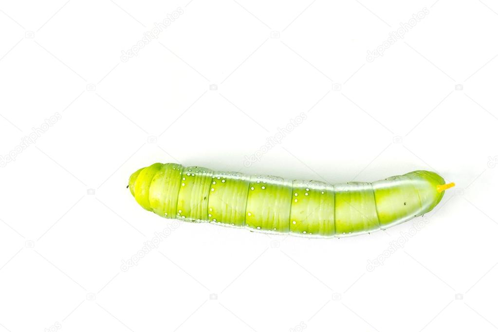 Green caterpillar worm on white