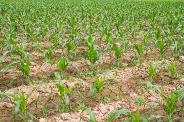 Genç mısır tarlasında