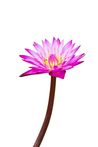 Purple waterlily with yellow center isolated on white background — Stock Photo, Image