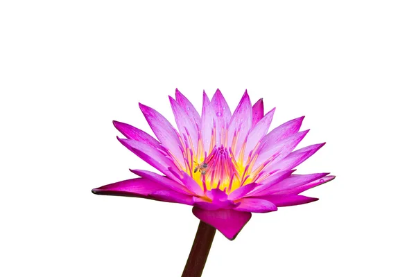 Purple waterlily with yellow center isolated on white background — Stock Photo, Image