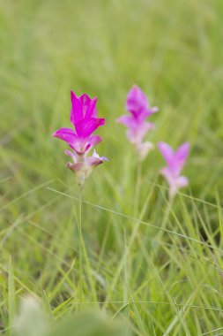 Curcuma alismatifolia, Siam Lale veya yaz Lale