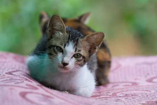 Kitten on pink — Stock Photo, Image