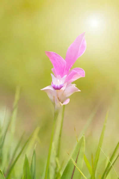 Curcuma alismatifolia, Siam tulipa ou verão tulipa flor em suor — Fotografia de Stock