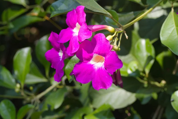 Purple Bignonia flower — Stock Photo, Image