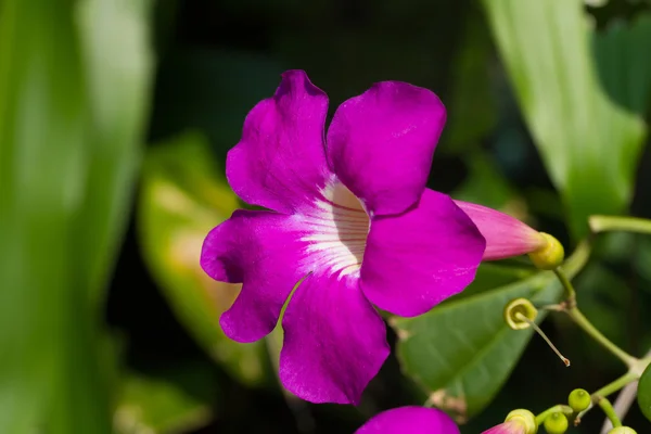 Paarse bignonia bloem — Stockfoto