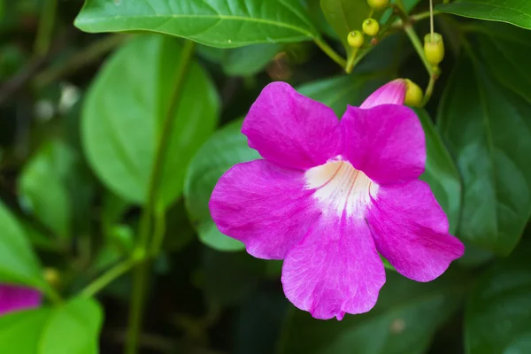 Purple Bignonia flower — Stock Photo, Image