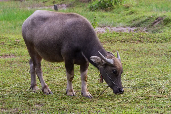 Water buffalo eating — Stock Photo, Image