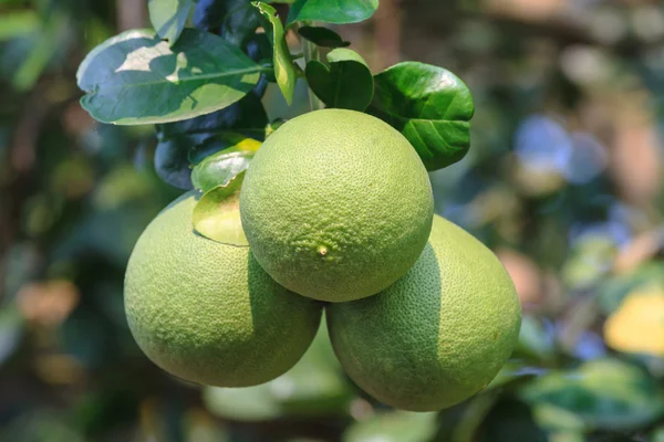 Pomelo hanging on tree — Stock Photo, Image