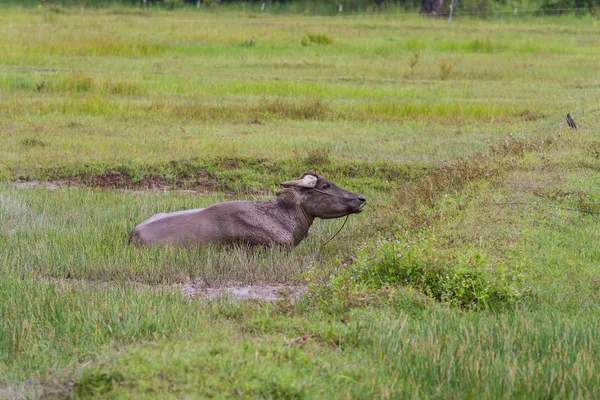 Búfalo de agua usando barro para protegerse del sol y las moscas —  Fotos de Stock