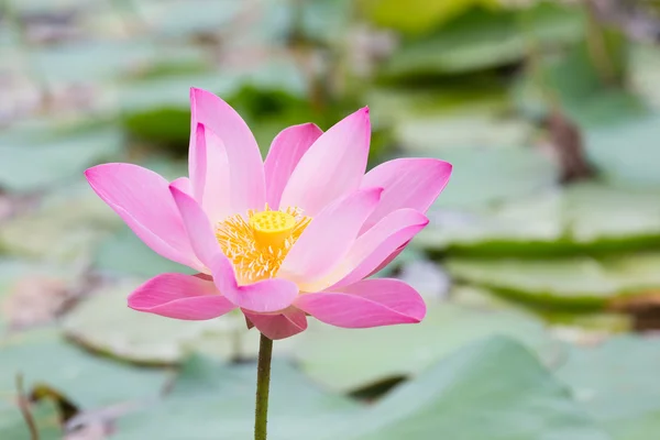Lótus rosa e folhas na lagoa — Fotografia de Stock