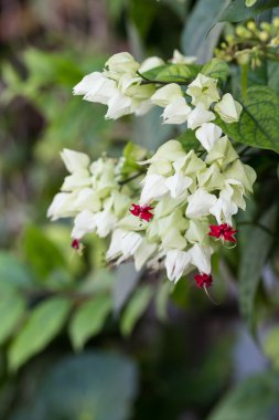 Kırık kalp çiçekleri
