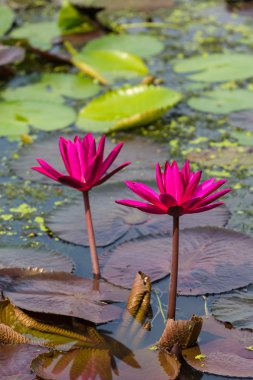 Doğada kırmızı Nilüfer