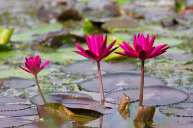 Doğada kırmızı Nilüfer