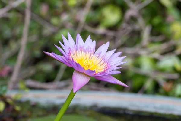 Fioletowa lilia wodna na rozmyte tło zielony — Zdjęcie stockowe