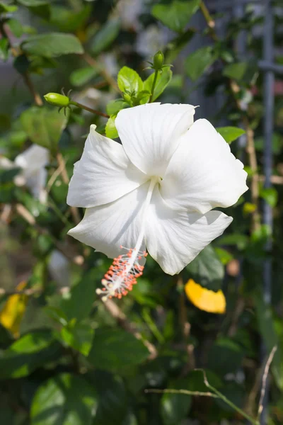 White hibiscus flower — Stock Photo, Image