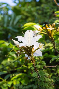 Bauhinia winitii Craib çiçek çiçek