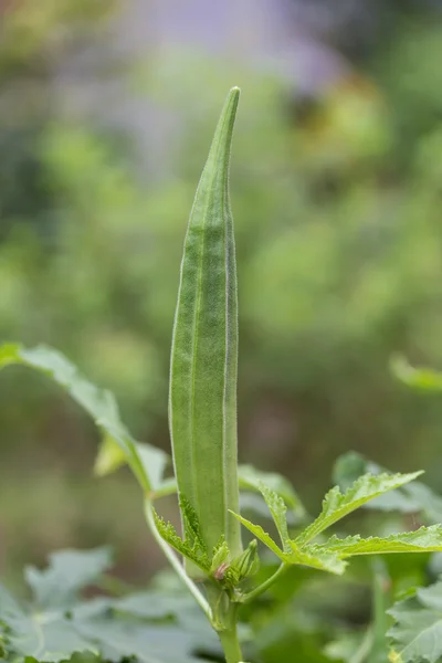 Okra plant (Lady's vinger) met fruit — Stockfoto