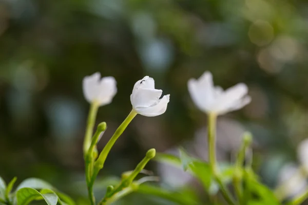 Flor blanca del copo de nieve o flor antidysenterica de Wrightia — Foto de Stock