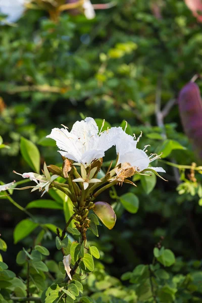 Florecimiento de Bauhinia winitii Flor de cangrejo —  Fotos de Stock