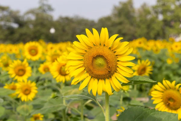 Bright yellow sunflowers and bee — Stock Photo, Image