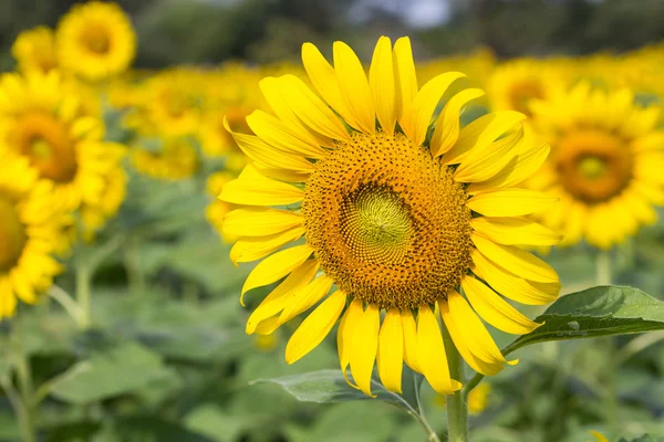 Bright yellow sunflowers — Stock Photo, Image