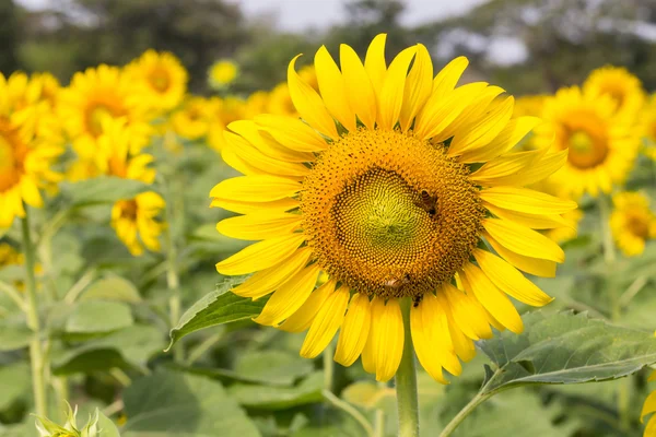 Bright yellow sunflowers and bee — Stock Photo, Image