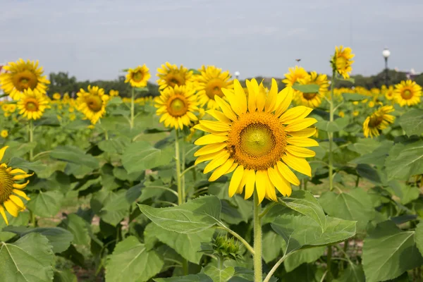 Tournesols et abeilles jaune vif — Photo