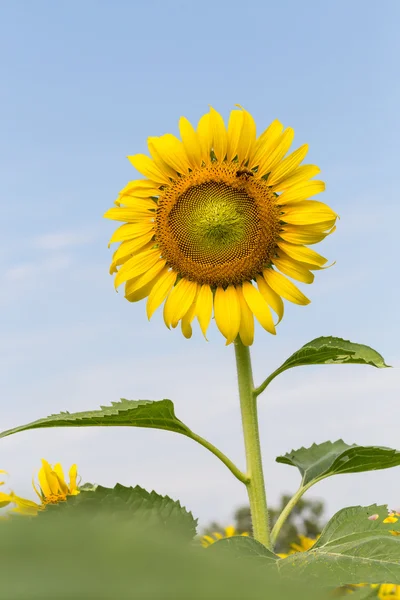 Sunflower and bee — Stock Photo, Image