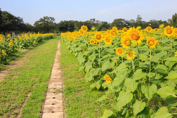 Walkway in sunflower farm — Stock Photo, Image