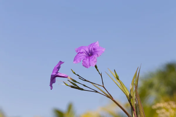 Flor de ruellias roxas — Fotografia de Stock