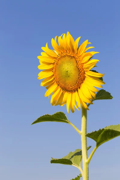 Sunflower in the farm — Stock Photo, Image