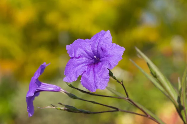 花紫色 ruellias — 图库照片