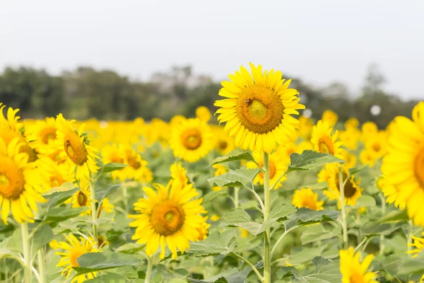 Girasoles en la granja con abeja en día soleado —  Fotos de Stock