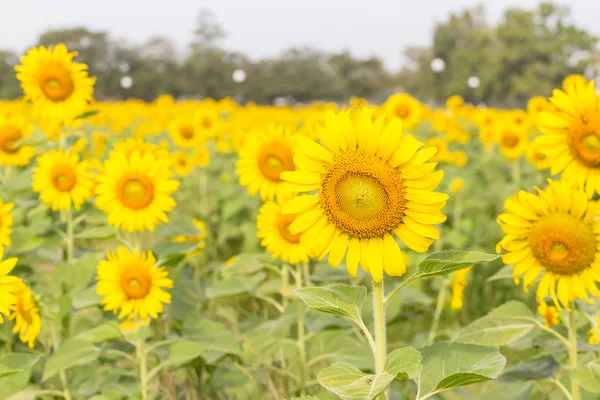 Girasoles en la granja —  Fotos de Stock