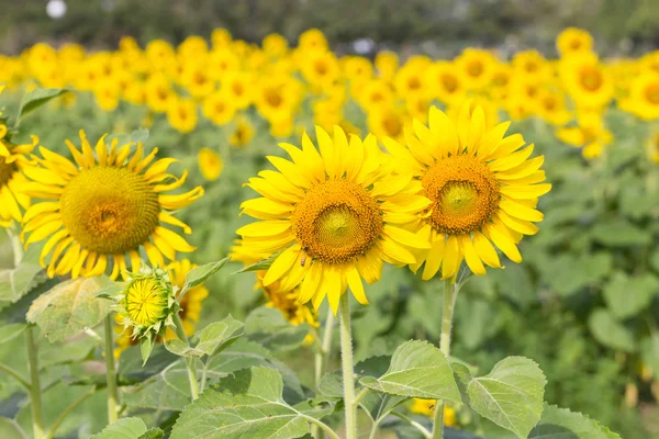 Sunflowers in the farm with bee — Stock Photo, Image