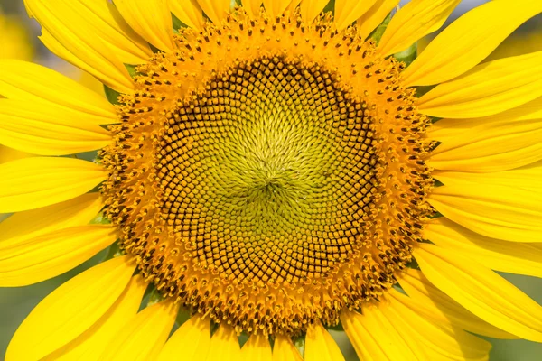 Close-up of sunflower — Stock Photo, Image