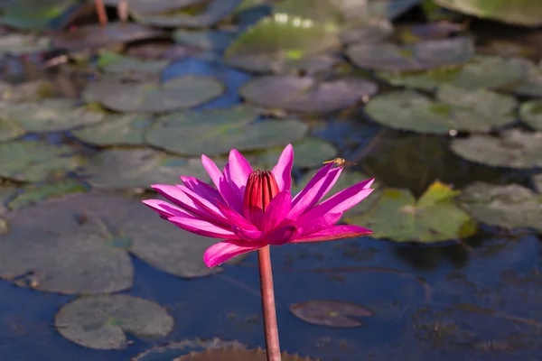 Lilia wodna kwitnący w stawie — Zdjęcie stockowe