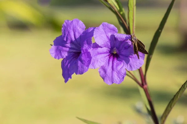 Purple ruellias flower — Stock Photo, Image