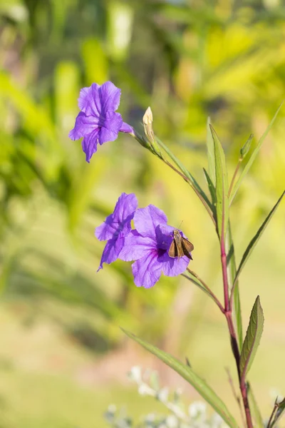 Violetti ruellias kukka — kuvapankkivalokuva