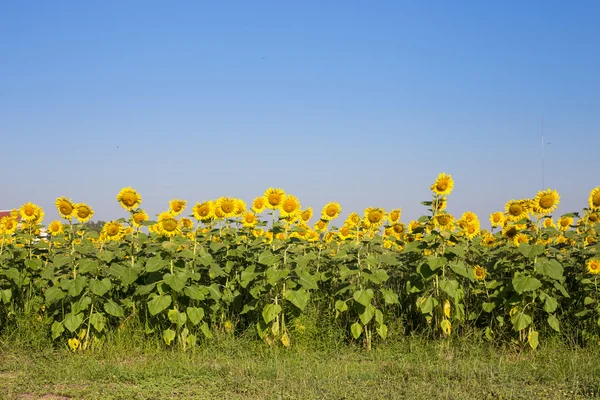 Sonnenblume auf dem Bauernhof — Stockfoto