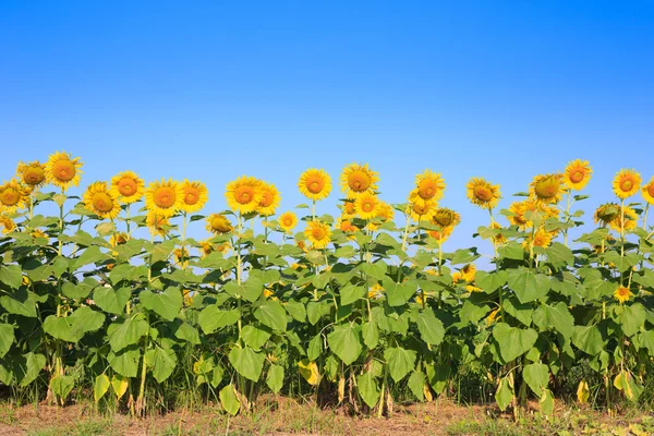 Sunflower in the farm — Stock Photo, Image