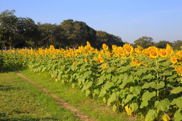 Slunečnice ve farmě — Stock fotografie