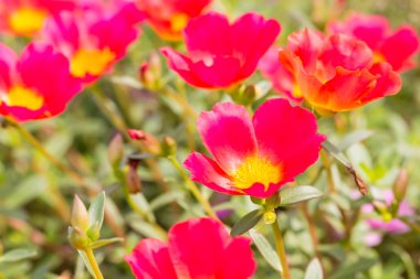 Ortak semizotu, Verdolaga, Pigweed, küçük Hogweed veya Pusley