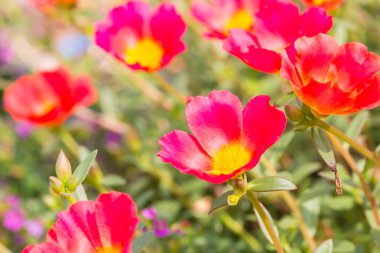 Ortak semizotu, Verdolaga, Pigweed, küçük Hogweed veya Pusley